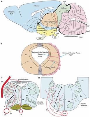 Patterned Vascularization of Embryonic Mouse Forebrain, and Neuromeric Topology of Major Human Subarachnoidal Arterial Branches: A Prosomeric Mapping